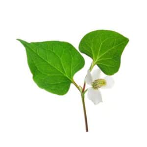 Houttuynia cordata - Dr. Althea 345 Relief Cream