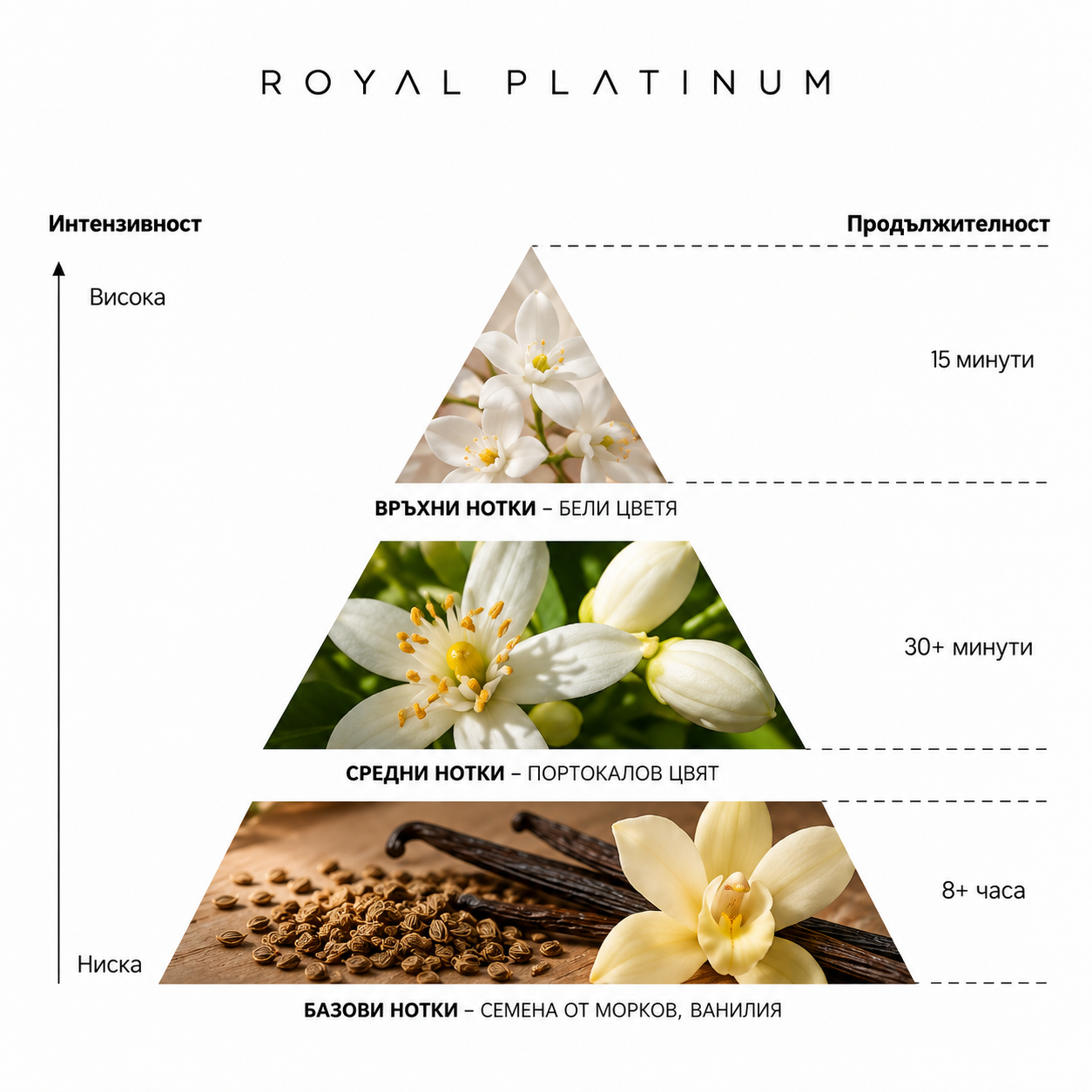 Royal Platinum MESOPOTAMIA