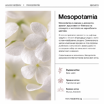 Royal Platinum MESOPOTAMIA